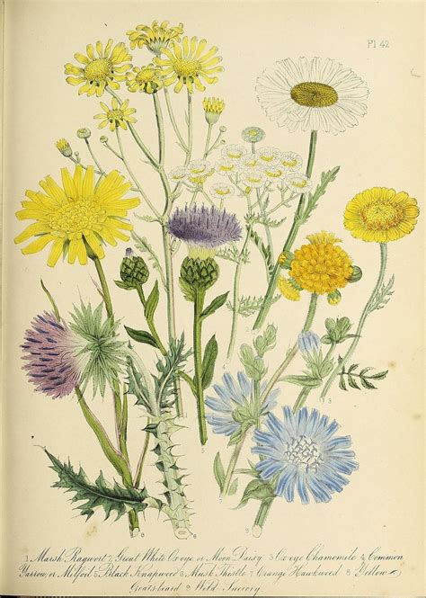N312w1150 British Wild Flowers Botanical Illustration Vintage