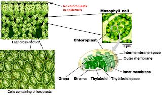 Flower Crown Biology About Chloroplast Tentang Kloroplas