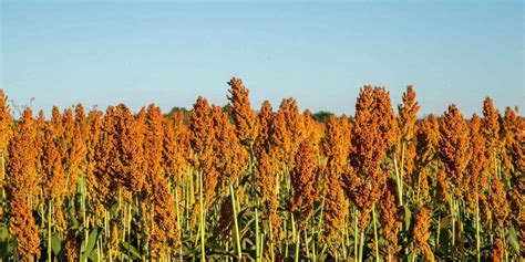 SORGHUM PRODUCTION GUIDE National Agricultural Advisory Services