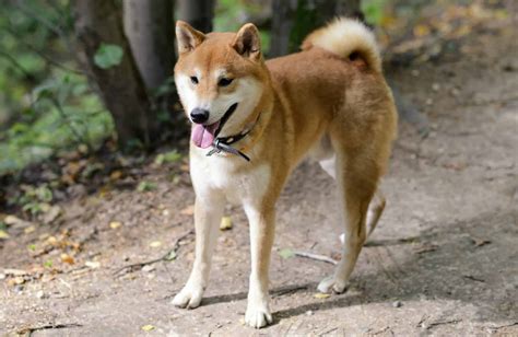 Why Is The Shiba Inu The Most Popular Dog In Japan K9 Web