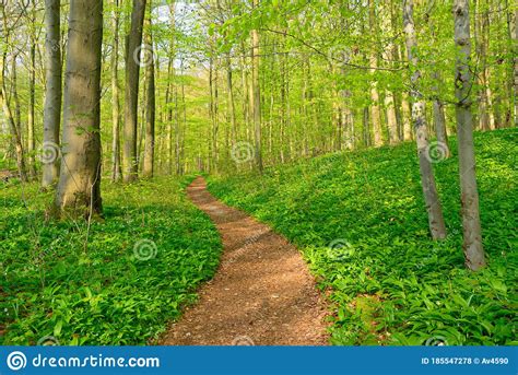 Winding Footpath Through Beech Tree Forest With Wood Garlic In Spring