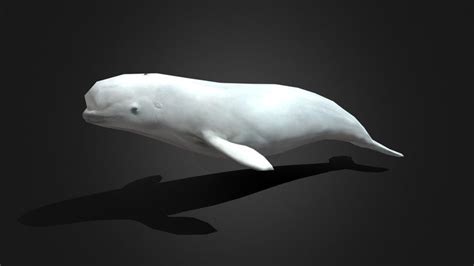 Beluga Whale 3d Models Sketchfab