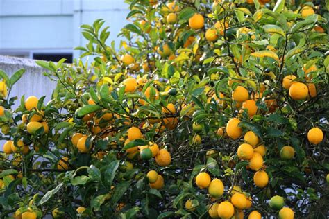 Meyer Lemon Tree Care Instructions Gardeneco