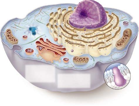 Unlabeled Animal Cell Animal Cell Biology Lessons Science Biology