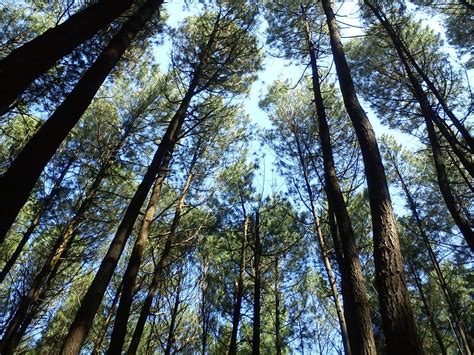 4 Hutan Pinus Ini Hits Banget Di Jogja Reservasikucom