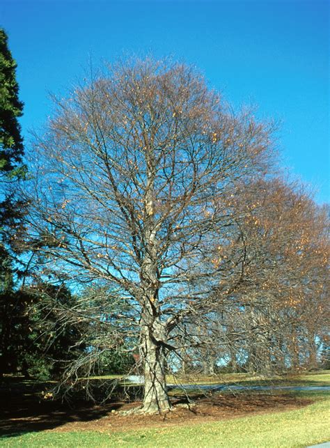 Fagus Grandifolia American Beech Van Den Berk Nurseries