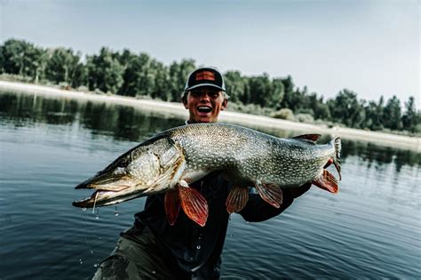 Esox Lucius The Search For A 40 Montana River Pike