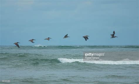 Six Pelicans Flying In A Row Above Sea Waves Against Rainy Sky Sea