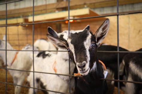 Kids Of All Kinds Celebrity Dairy Goat Farm Brings Farming To