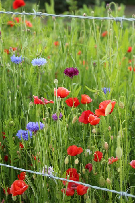 Colorful Wild Flowers Red Poppies Free Stock Photo Public Domain Pictures