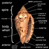 Peter's Seashells - Shell Morphology | Sea shells, Shells, Sea glass shell