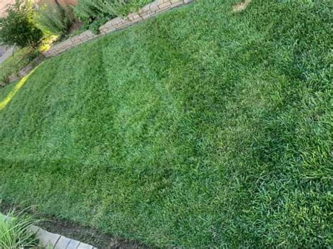 When To Overseed Bermuda Grass How To Timing Grass Mixes Lawn Model