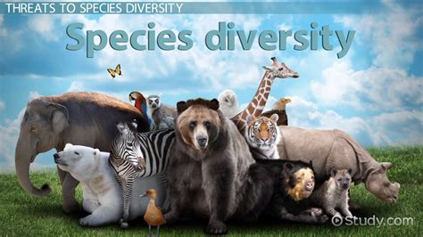 What Is Species Diversity Definition Importance And Examples Video