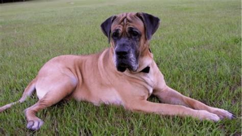Great Dane English Mastiff Mix Complete Guide With 24 Questions Answered