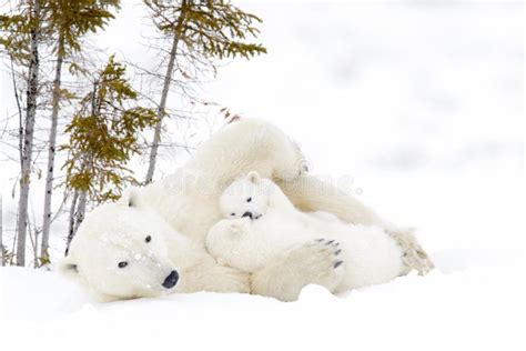 Polar Bear Mother With Two Cubs Stock Photo Image Of Field Children