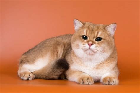 British Shorthair Cat Price How Much Do They Cost In 2023 Pet Arenas