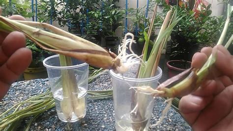 Although sometimes seen as a weed itself, lemongrass is used for its therapeutic properties in different kinds of traditi. Rooting and Transplanting Lemon Grass the Easy Way - YouTube