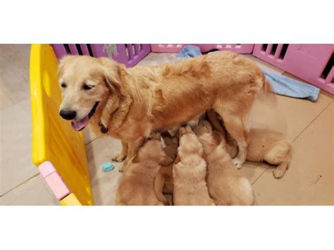 Click here to be notified when new golden retriever puppies are listed. 2 males AKC golden retriever puppies in Escondido, California - Puppies for Sale Near Me