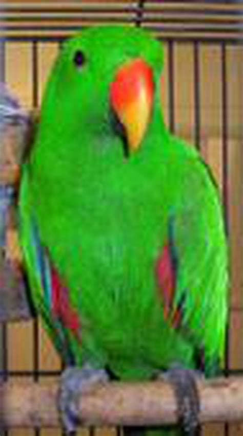 The 5 Best Large Parrots To Keep As Pets Parrot Pet Pet Birds