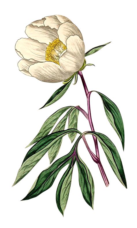 Birdap On Twitter Botanical Drawings Digital Flowers Flower Painting