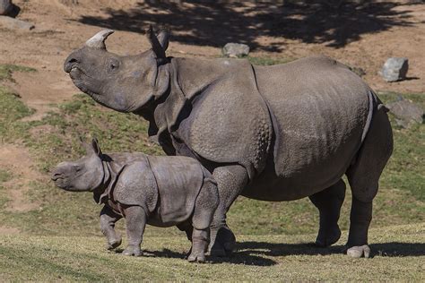 Nine Week Old Greater One Horned Rhino Follows Mothers Le