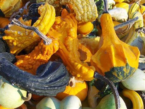7 Winter Squash And Gourd Varieties We Love Organic Authority