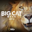 Big Cat Week: Season 2015 - TV on Google Play