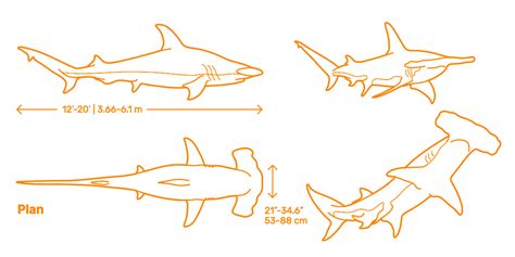 Hammerhead Shark Weight Length Blog Dandk