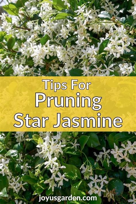 Pruning A Star Jasmine Vine When And How To Do It In 2021 Gardening