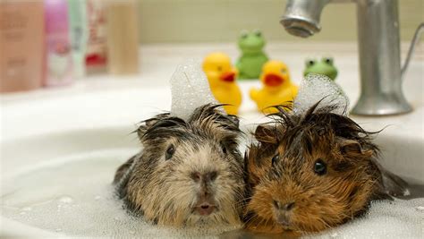 Can You Give Guinea Pigs A Bath Top Tips And Step By Step Guide