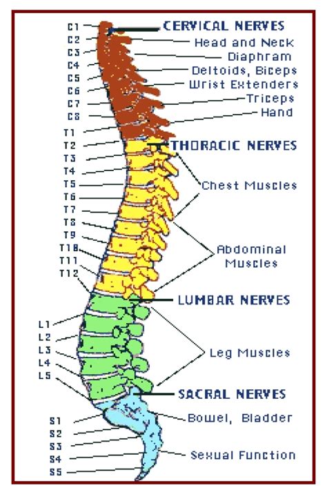 Muscles Of The Vertebral Column Printable Images And Photos Finder
