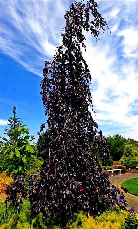 Fagus Sylvatica Purple Fountain Weeping Purple Beech Tree
