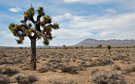 Joshua Tree National Park Wallpapers Wallpaper Cave