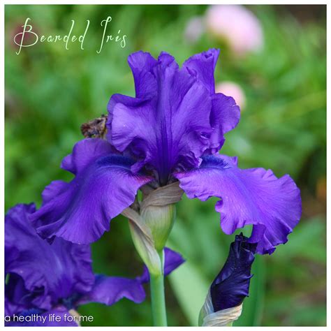 How To Plant Bearded Iris A Healthy Life For Me