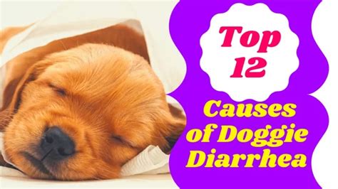 Ppt Diarrhea In Dogs 12 Reasons Your Dog Has Diarrhea Dog Health