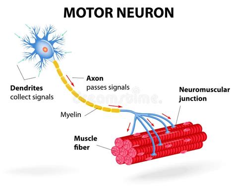 Motor Neuron Vector Diagram Stock Vector Illustration Of Control