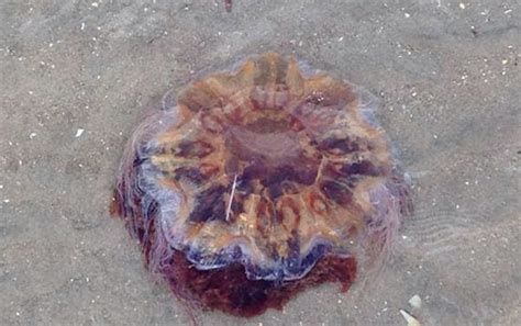 They have 8 bunches of them that. Warning! Watch Out for Lion's Mane Jellyfish at The Beach