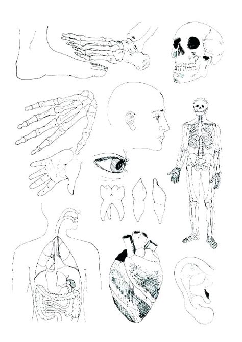 Free Printable Human Anatomy Coloring Pages At Getdrawings Free Download