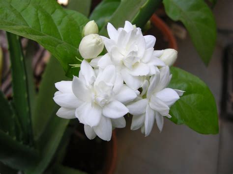 Common Jasmine Plant Meaning