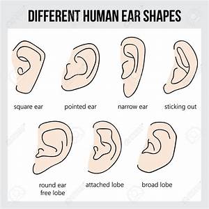 Different Human Ear Shapes All Types Of Ears Royalty Free Cliparts