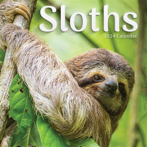 2024 Sloths Wall Calendar Tf Publishing Calendars Planners