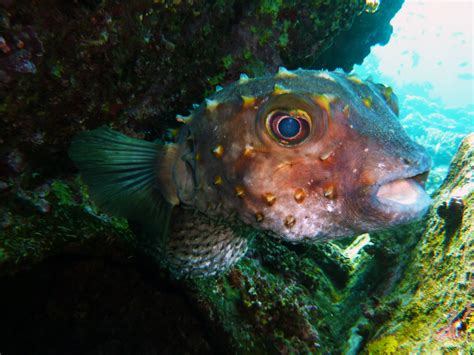 무료 이미지 다이빙 야생 생물 녹색 동물 상 암초 잠수 이집트 수중 세계 매크로 사진 홍해 유기체 해양