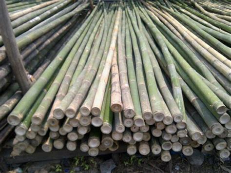 Jual Bambu Steger Begisting Diameter 8 9 10 Cm Panjang 6 Meter Di