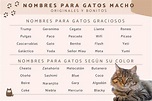 +410 Nombres para gatos machos originales - ¡Bonitos y con significado!
