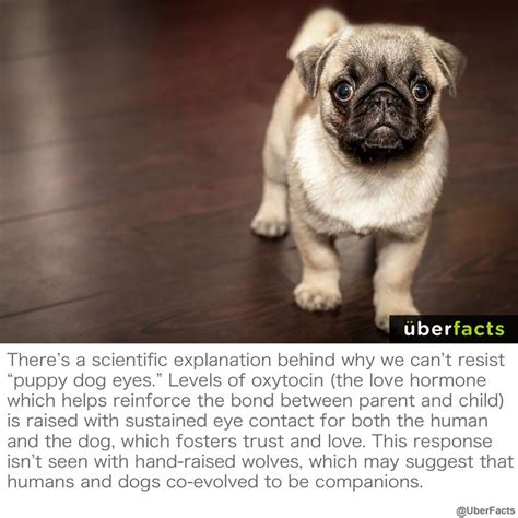 Scientists Explain Why We Cant Resist Puppy Dog Eyes Puppy Dog Eyes