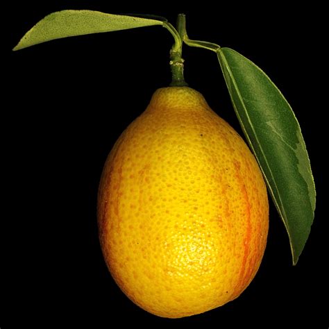 Centennial Variegated Kumquat: Citrus japonica 'Centennial Variegated' | Flora obscura