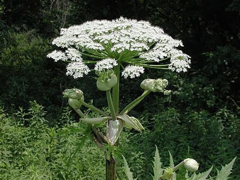 Mother Issues Warning Over Toxic Giant Hogweed Plant After Her Baby