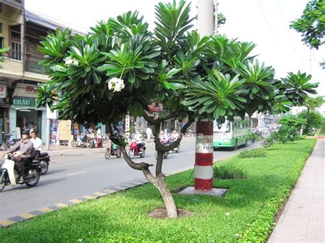 Cây Hoa Sứ