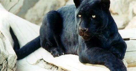 Black Panther The Life Of Animals