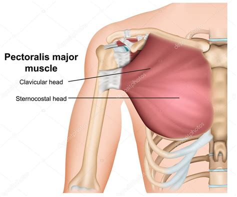 Pectoralis Major Breast Muscle Anatomy D Medical Vector Illustration
